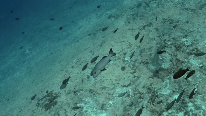 太平洋中的毛利人鲷鱼和柠檬鲨。鱼和鲨鱼的浅滩水下生活。珊瑚礁附近的热带鱼。在清澈的水中潜水。