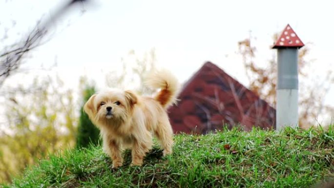 一只小狗，卷发，浅棕色，在绿色的草地上吠叫