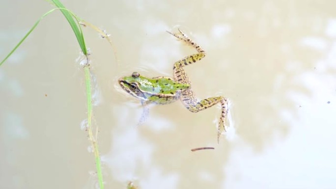 池塘里的沼泽蛙。头戴水的绿色青蛙。