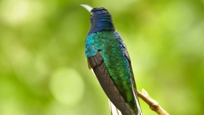 长着绿色和蓝色羽毛的鸟迅速转头