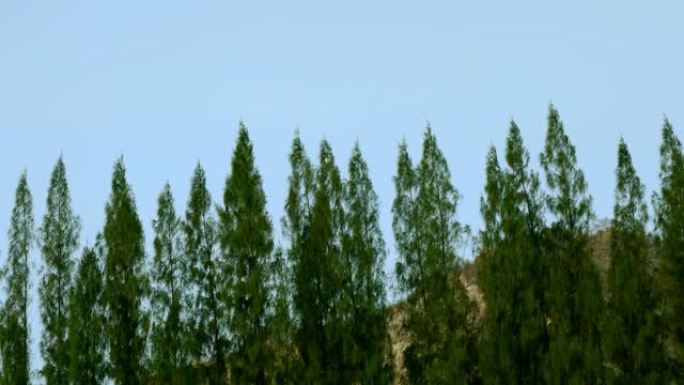 松叶林，绿色自然，绿叶山背景。