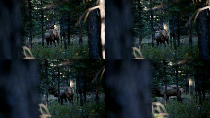 在贾斯珀国家公园的森林中行走的最大的麋鹿