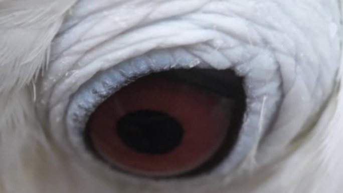 一只鹦鹉眼睛的特写