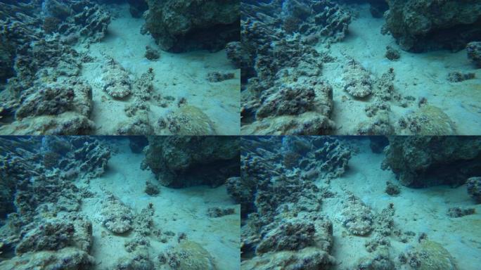 鳄鱼鱼 (Papilloculiceps longiceps) 位于珊瑚礁的底部。