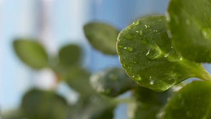 天然新鲜室内植物，绿叶和水滴特写。选择性聚焦，复制空间