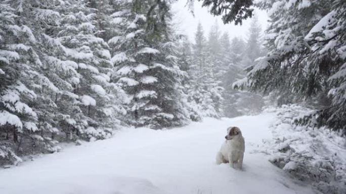 狗在冬季森林中享受新鲜的雪