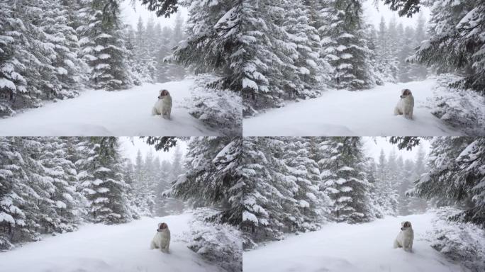 狗在冬季森林中享受新鲜的雪