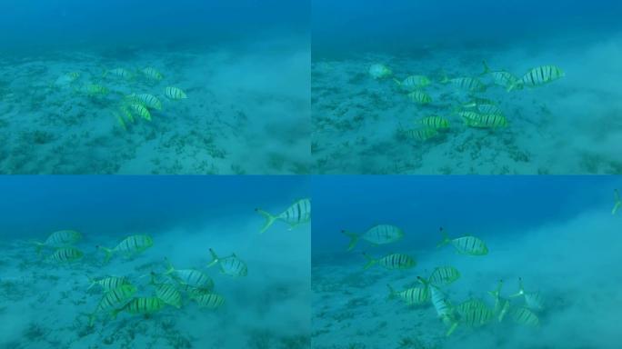 小鱼群金色的Trevally在沙质底部缓慢游动。慢动作，水下射击。金Trevally (Gnatha
