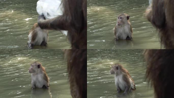 猕猴或猴子在红树林吃塑料袋中的食物