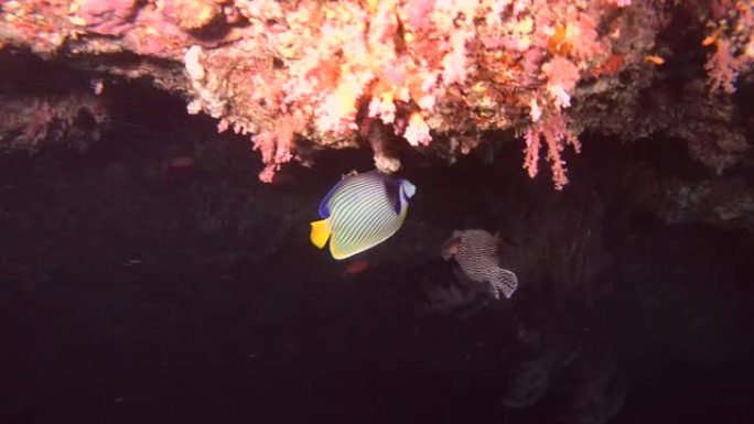 神仙鱼帝——鲳鱼帝在洞顶下倒立游着。印度洋，马尔代夫，亚洲