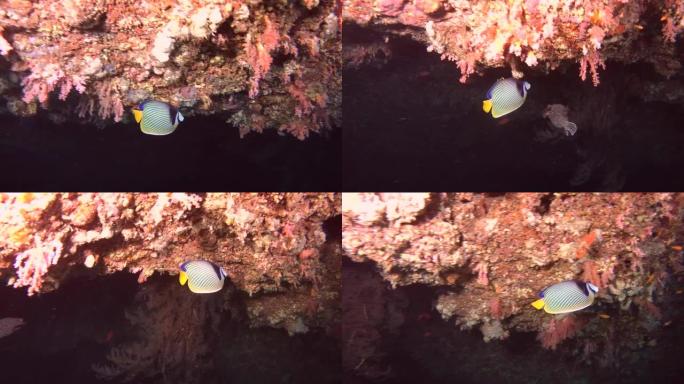 神仙鱼帝——鲳鱼帝在洞顶下倒立游着。印度洋，马尔代夫，亚洲