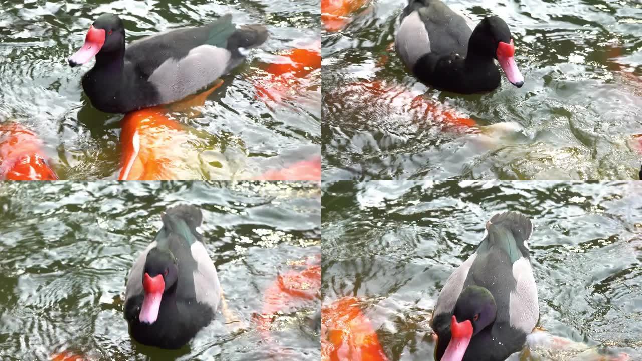 鸭子在游泳池里水中鸭群水禽鸭子戏水