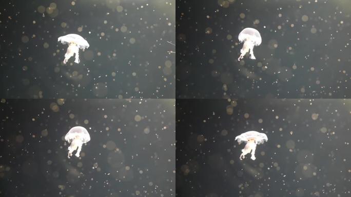 黑色背景下水母在水下缓慢移动的特写镜头