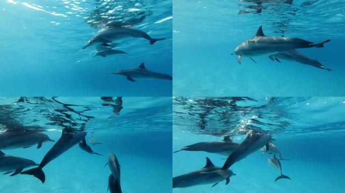 慢动作，一群海豚在蓝色水面下游泳。慢动作，水下射击。金Trevally (Gnathanodon s