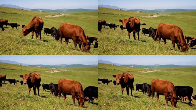 在夏日晴天，黑色和棕色的母牛在高山绿色的悬崖上吃草，天空湛蓝。在自然景观上耕种和放牧牛的概念。黑色和