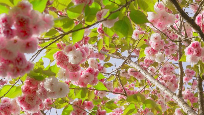 樱花 鲁迅公园 上海 虹口