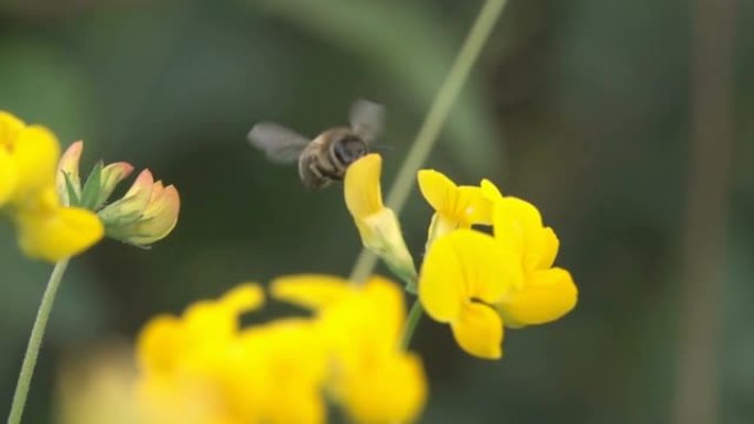 蜂花花粉