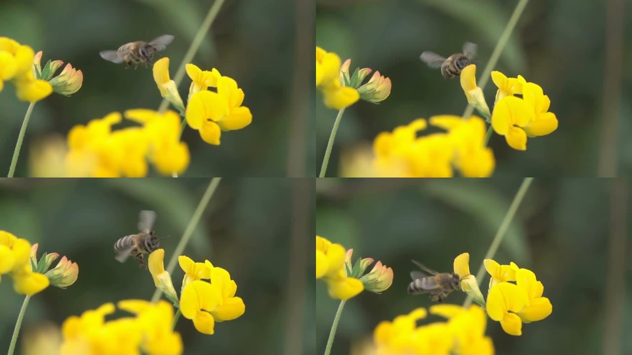 蜂花花粉