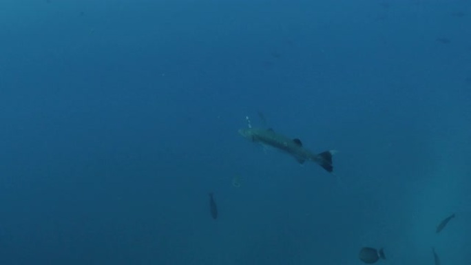 索罗大梭鱼在海面下巡航