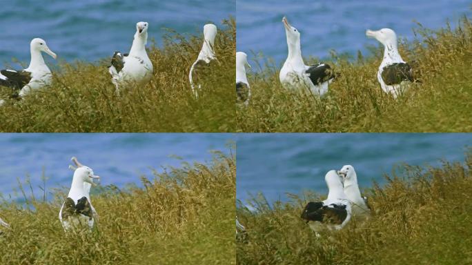 Diomedea sanfordi-北皇家信天翁在南岛奥塔哥半岛附近的新西兰巢穴上哭泣，白鸟在海面上