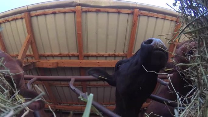 当奶牛吃草时，摄像机从干草中记录下来
