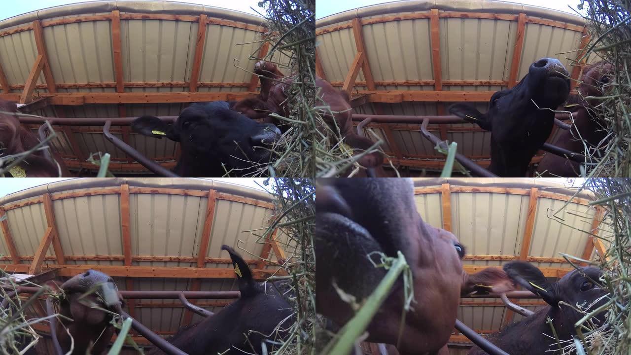 当奶牛吃草时，摄像机从干草中记录下来