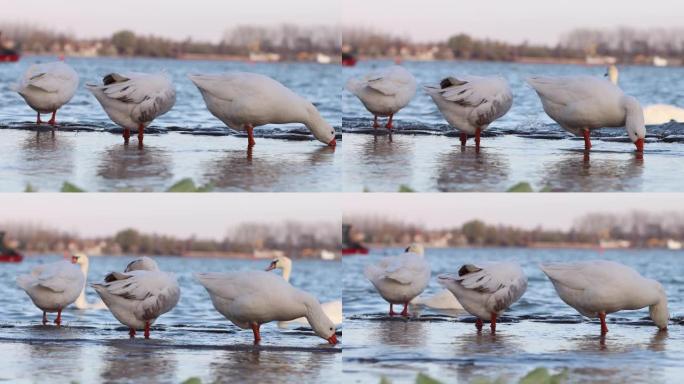 家鹅 (Anser cygnoides domesticus) 站在河岸的浅水中。