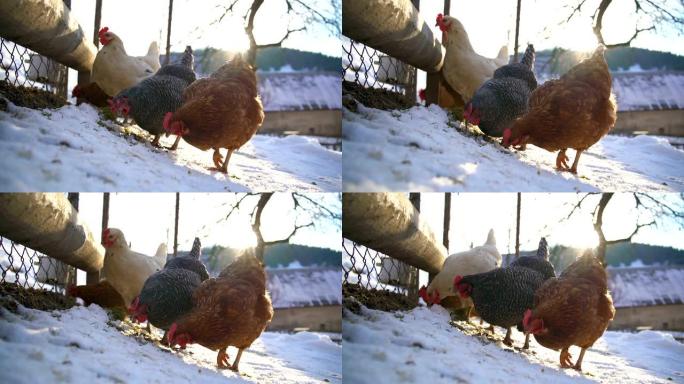 在阳光明媚的冬日自由放养的小型有机农场中，各种彩色鸡肉喂养谷物