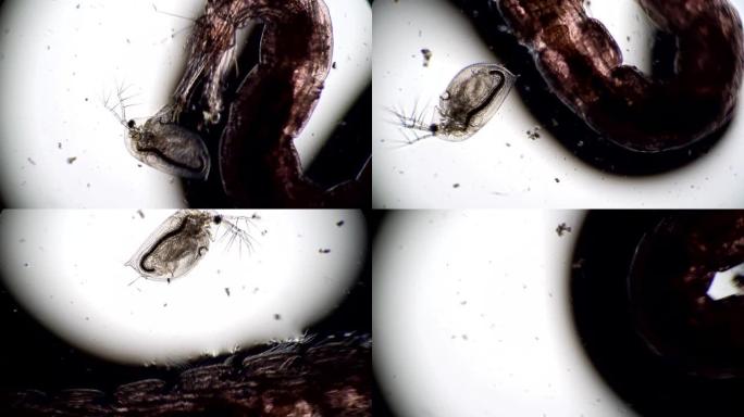 大型蚊子幼虫摇蚊科向不同方向移动小型水蚤