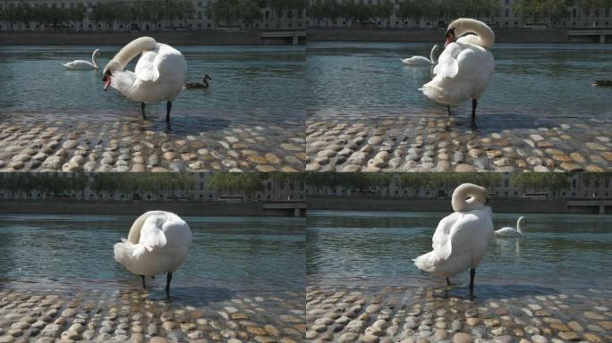 城市石河堤上的一只白天鹅正在清理羽毛