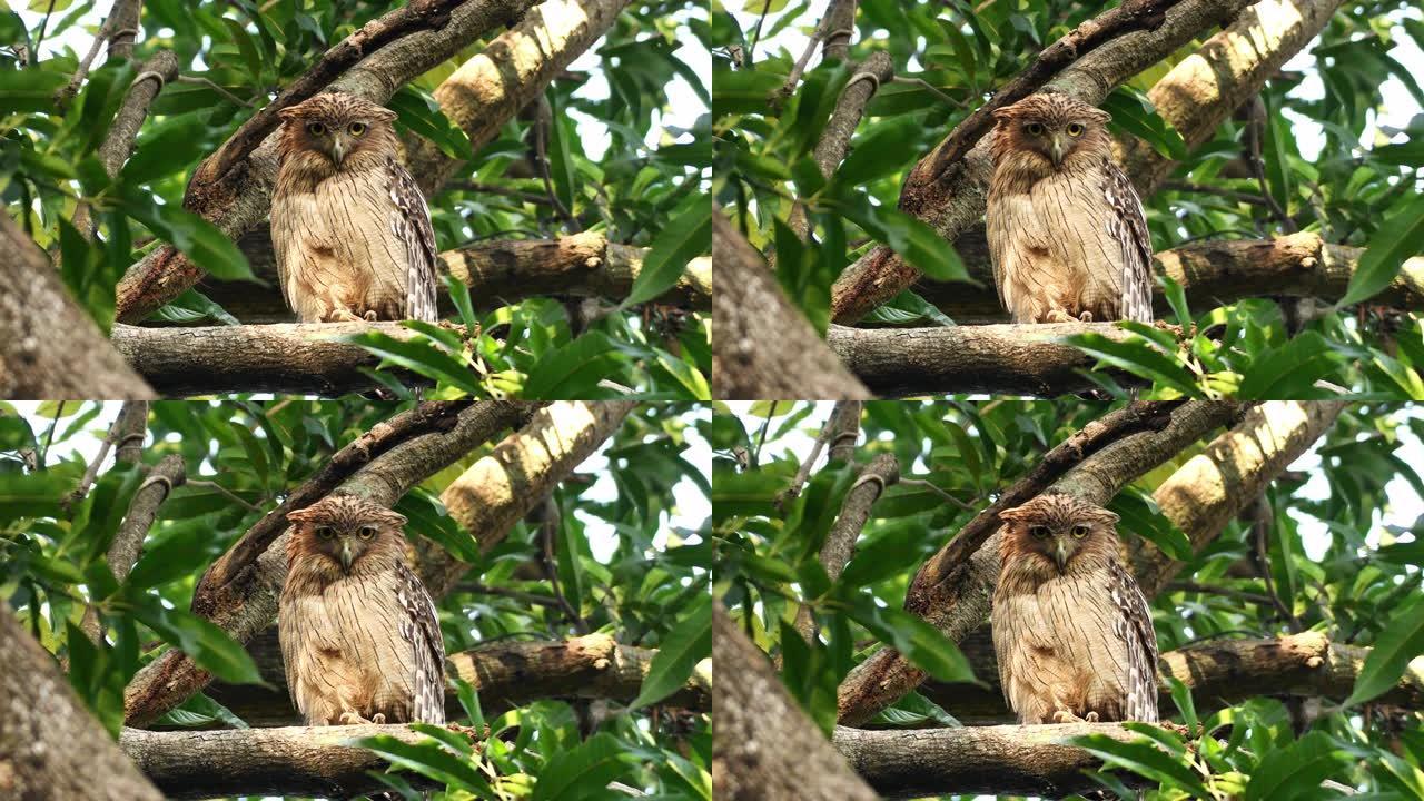 栖息在树枝上的棕色鱼猫头鹰