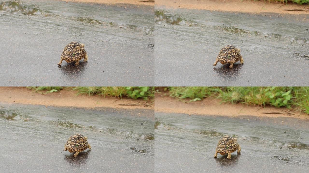 豹龟穿越水泥路外壳警觉性水
