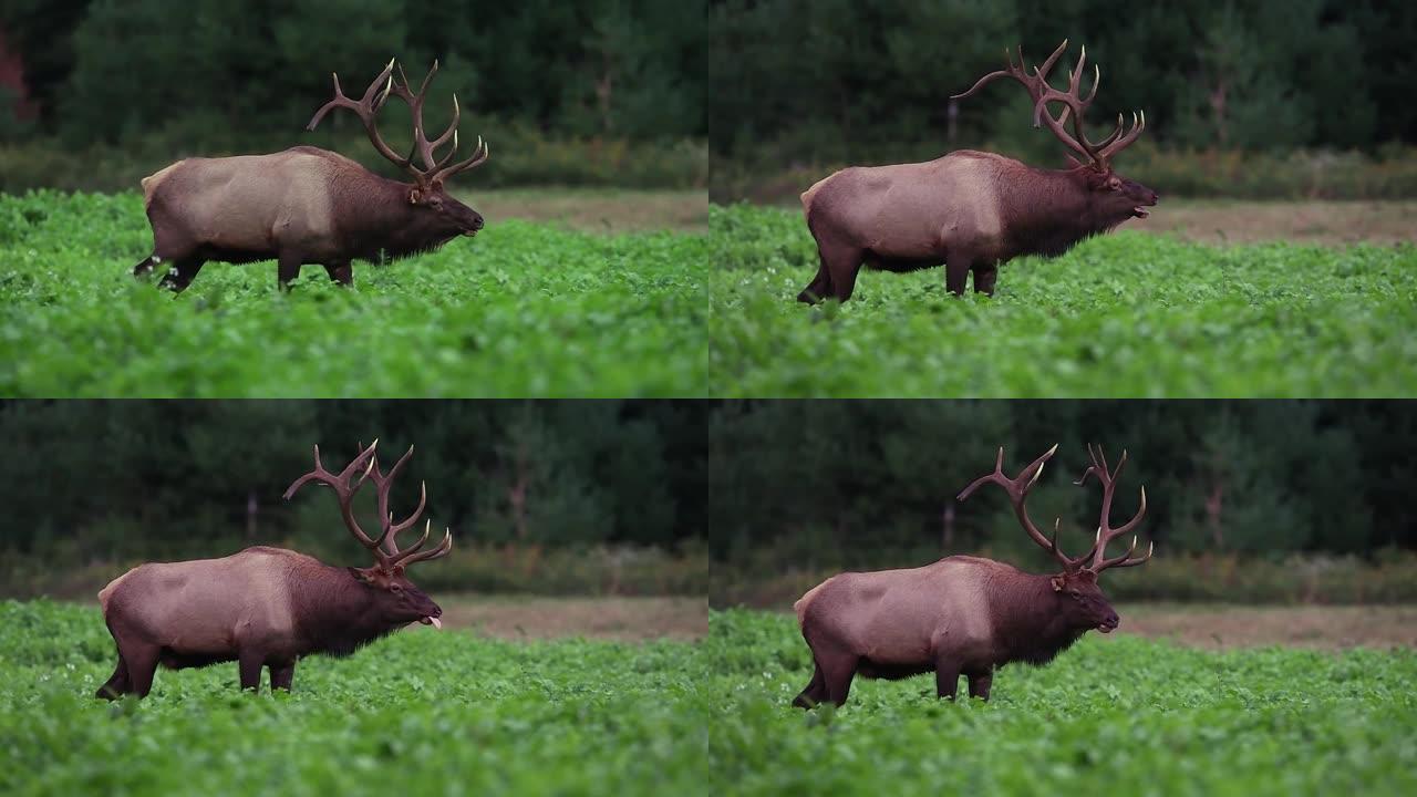 麋鹿视频剪辑大自然视频素材风景风光
