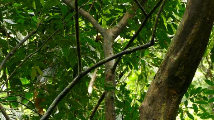 棕色爬林鸟在巴拿马雨林中跳上一棵树