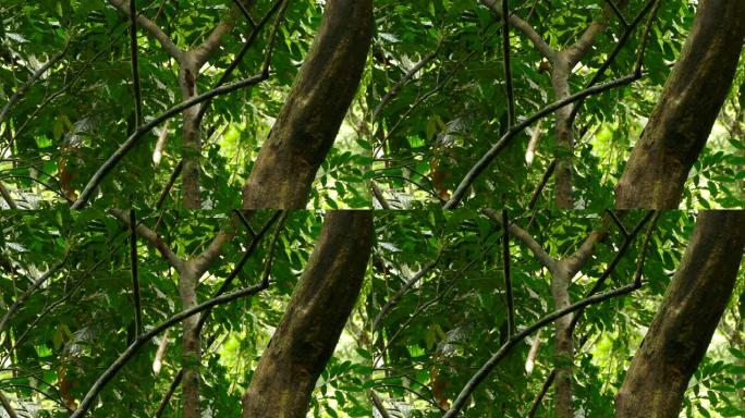 棕色爬林鸟在巴拿马雨林中跳上一棵树