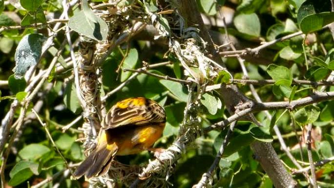 织鸟筑巢。野生动物保护生物生态飞翔飞鸟