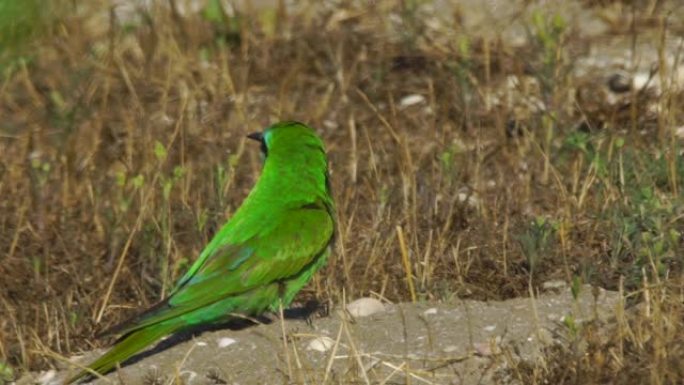 蓝颊食蜂群 (Merops persicus) -阿塞拜疆