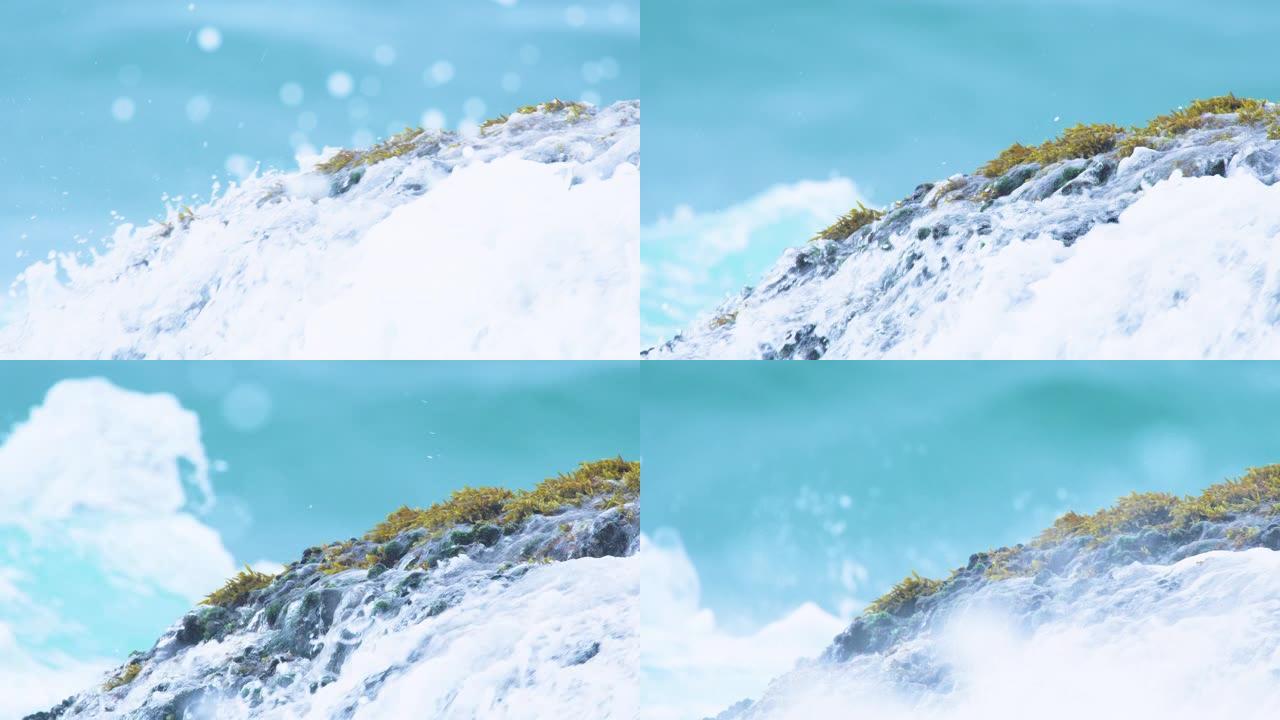 巨大的海浪MS揭示了沿海岸线的岩石上的野生健康贻贝和海藻，切成白色过渡以进行下一次拍摄或复制。慢动作