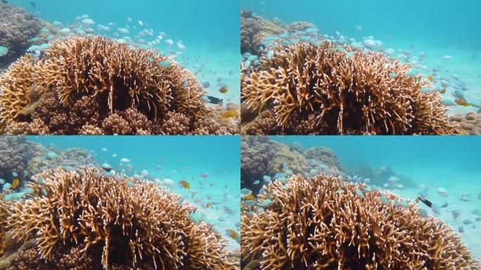 珊瑚礁和热带鱼。热带珊瑚礁海景，有鱼类，硬珊瑚和软珊瑚。水下视频。健康的珊瑚礁，有各种鱼类和水下野生