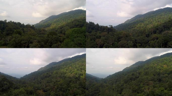 马来西亚最后一片雨林的鸟瞰图