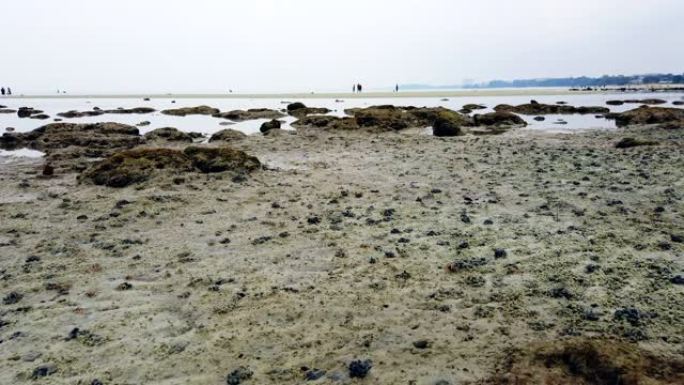 延时录像，泥泞的沙滩上的小招手螃蟹