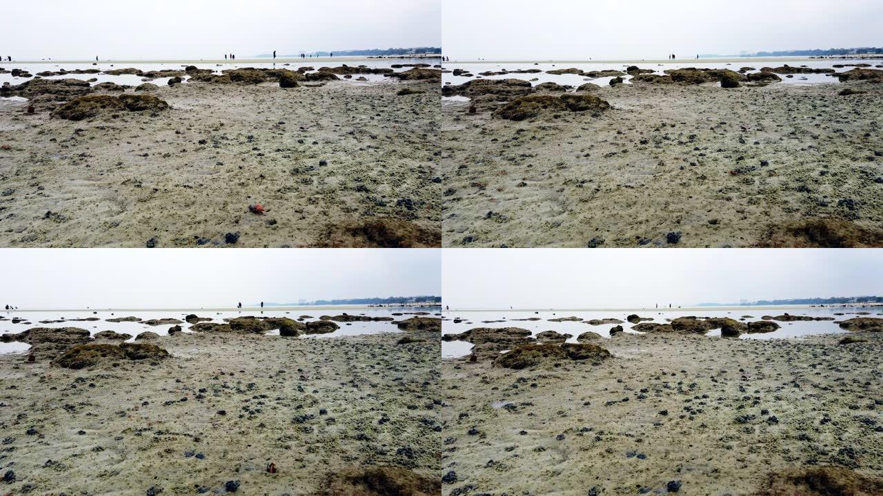 延时录像，泥泞的沙滩上的小招手螃蟹