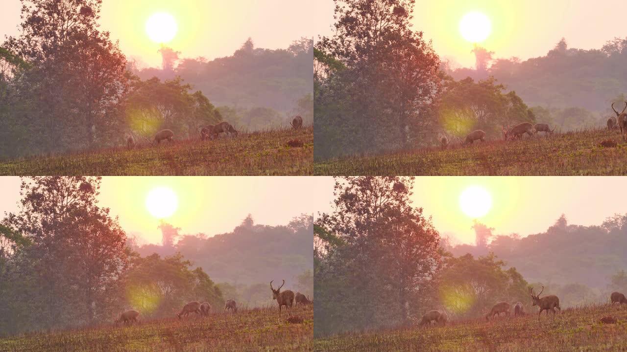 牧鹿 (Axis porcinus) 在早晨日出的时候在森林里吃草。动物野生动物，自然背景亚洲泰国