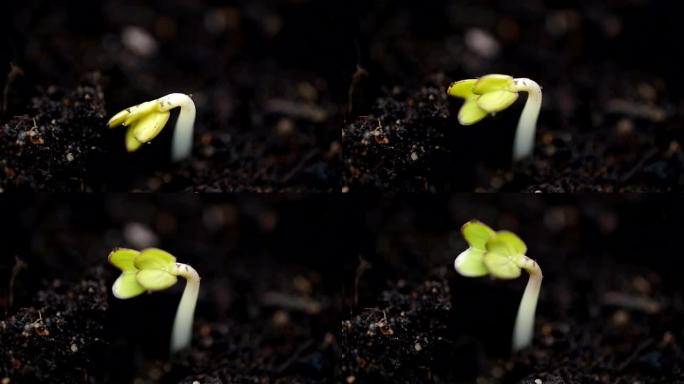小绿色植物发芽从种子中发芽，发芽时间流逝的极端特写，春天开始新的生命