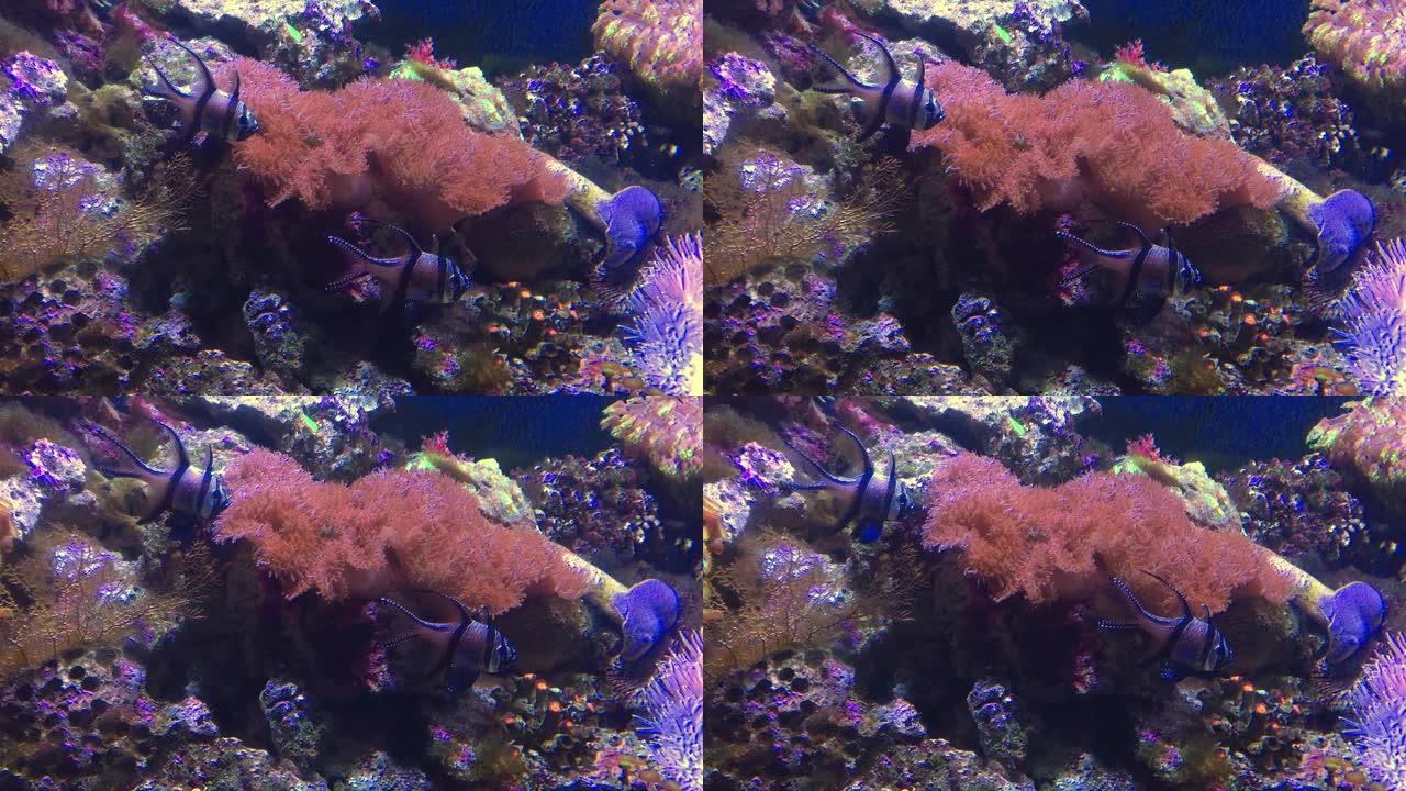 珊瑚海底世界小丑鱼珊瑚礁
