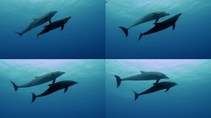 海豚在太平洋游泳。深蓝色大海中的水下生活。在清澈的蓝色水中潜水。