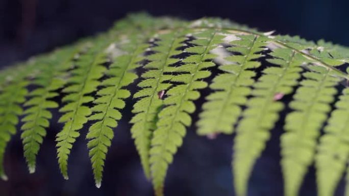 蕨类植物。春天的绿色。大自然的新鲜感醒来，特写