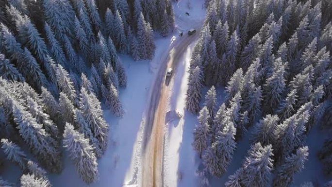 冬季之路雪松林业基地林区