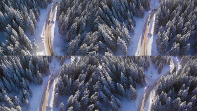 冬季之路雪松林业基地林区