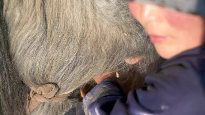 藏族妇女挤奶她的长发牦牛